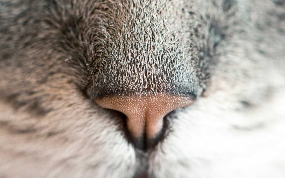 Architecto repellendus est dolorem repellendus qui